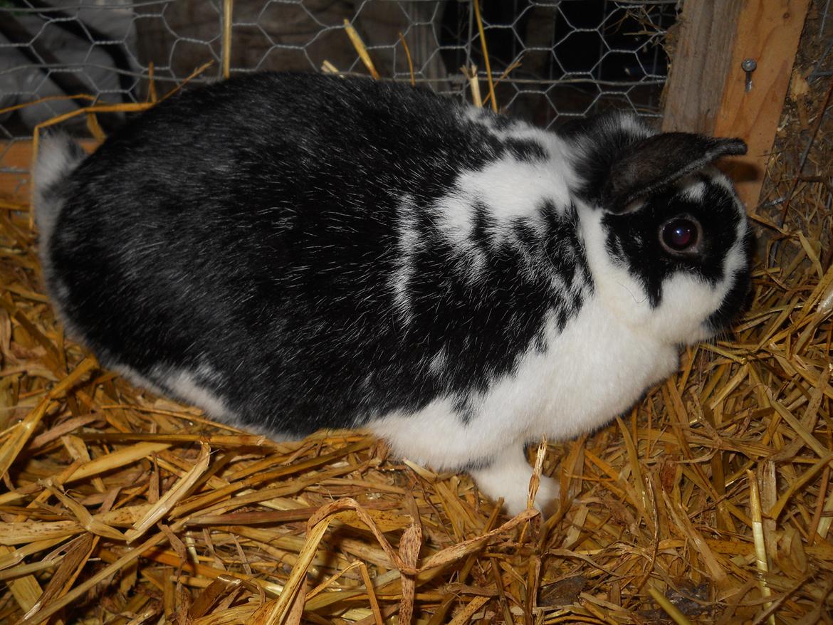 Kanin Nette billede 14