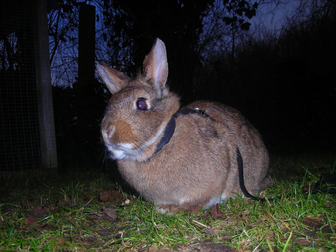 Kanin Paladset's Nuzzer billede 9