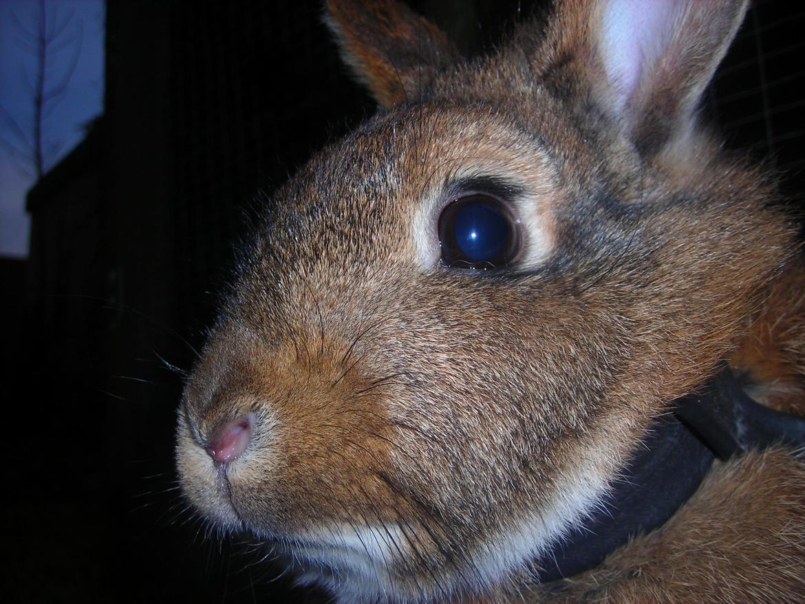 Kanin Paladset's Nuzzer billede 11