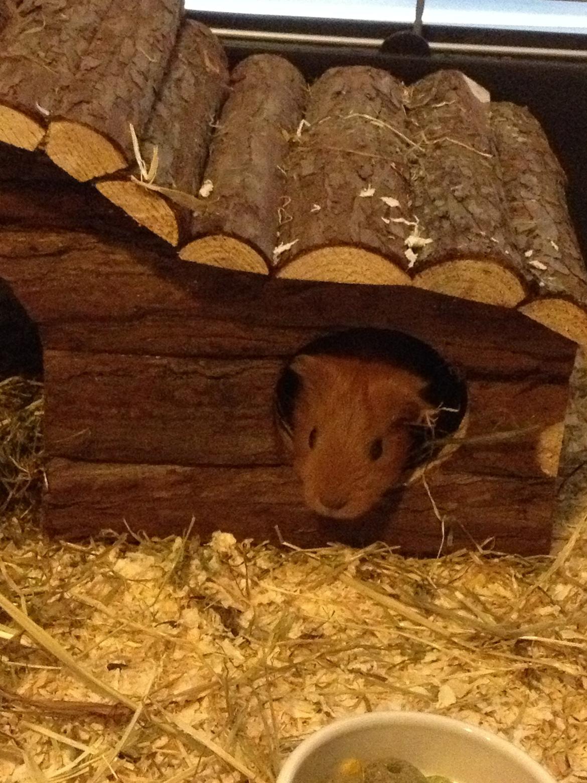 Marsvin Jerry billede 2