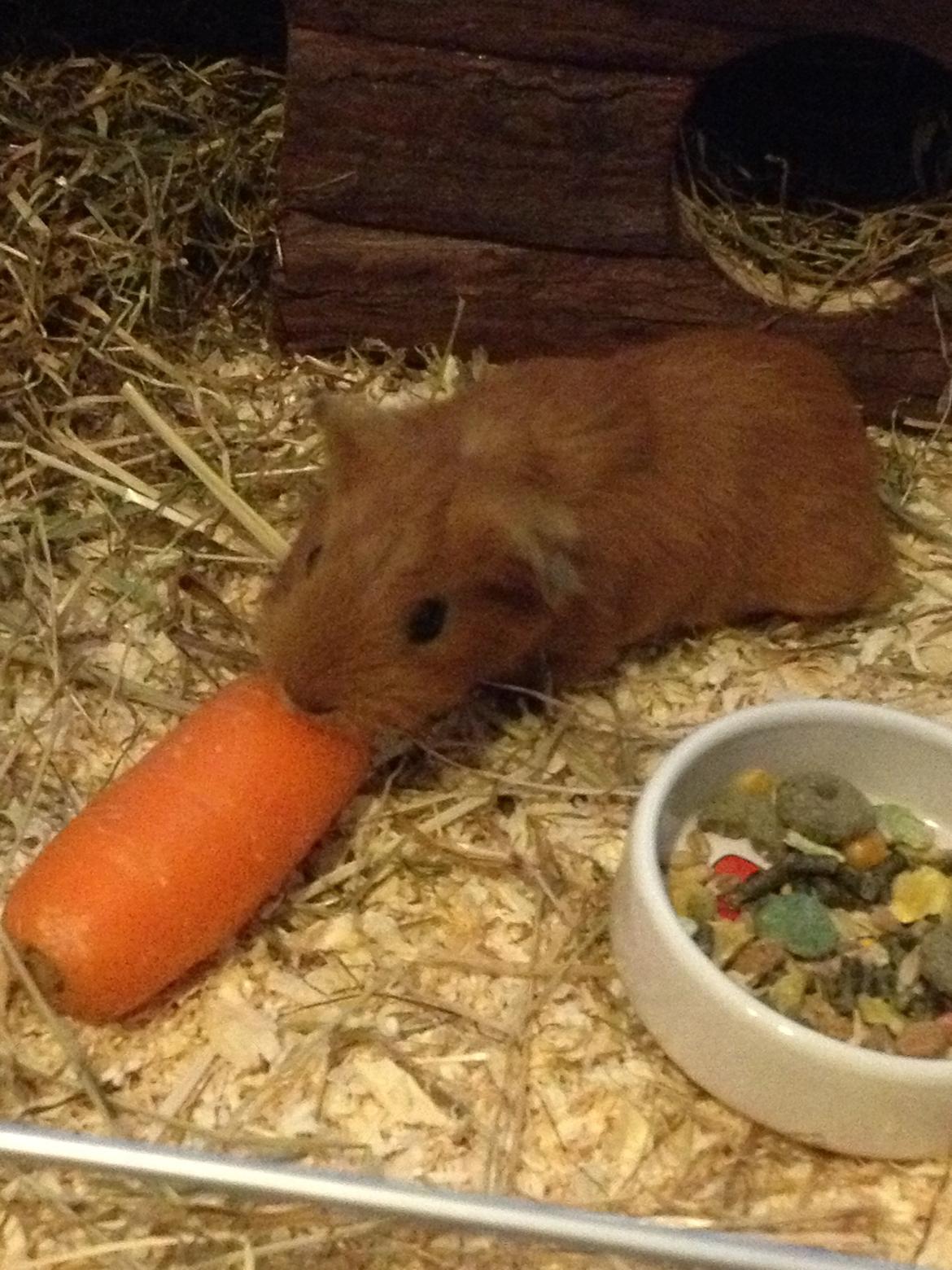 Marsvin Jerry billede 3