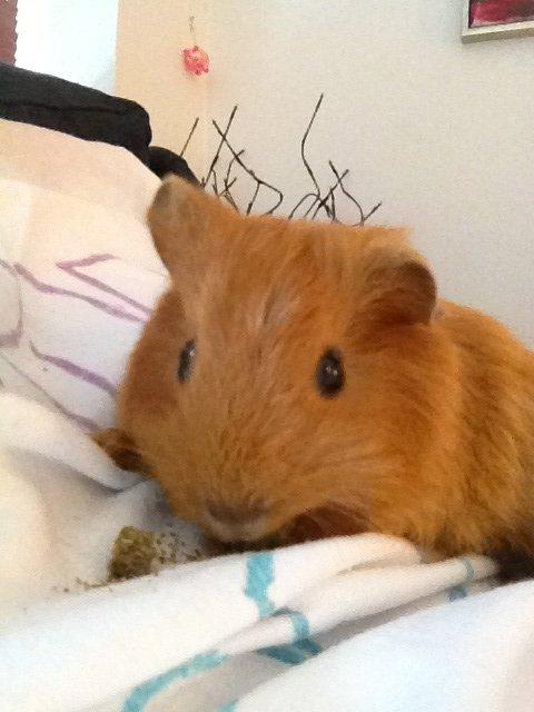 Marsvin Jerry billede 4