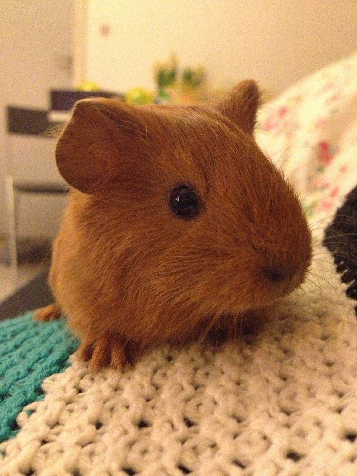 Marsvin Jerry billede 5