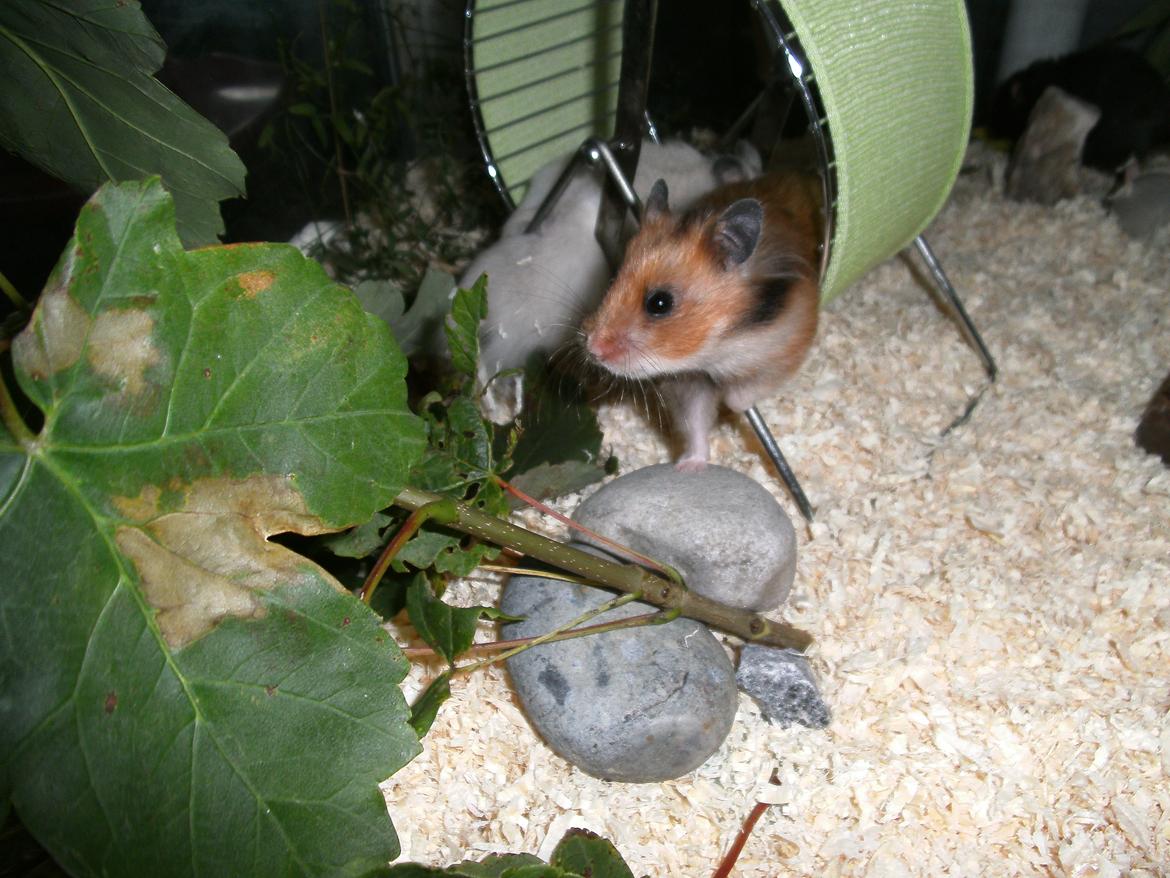 Hamster pivsen - natruen er kommer til hjemmet billede 1