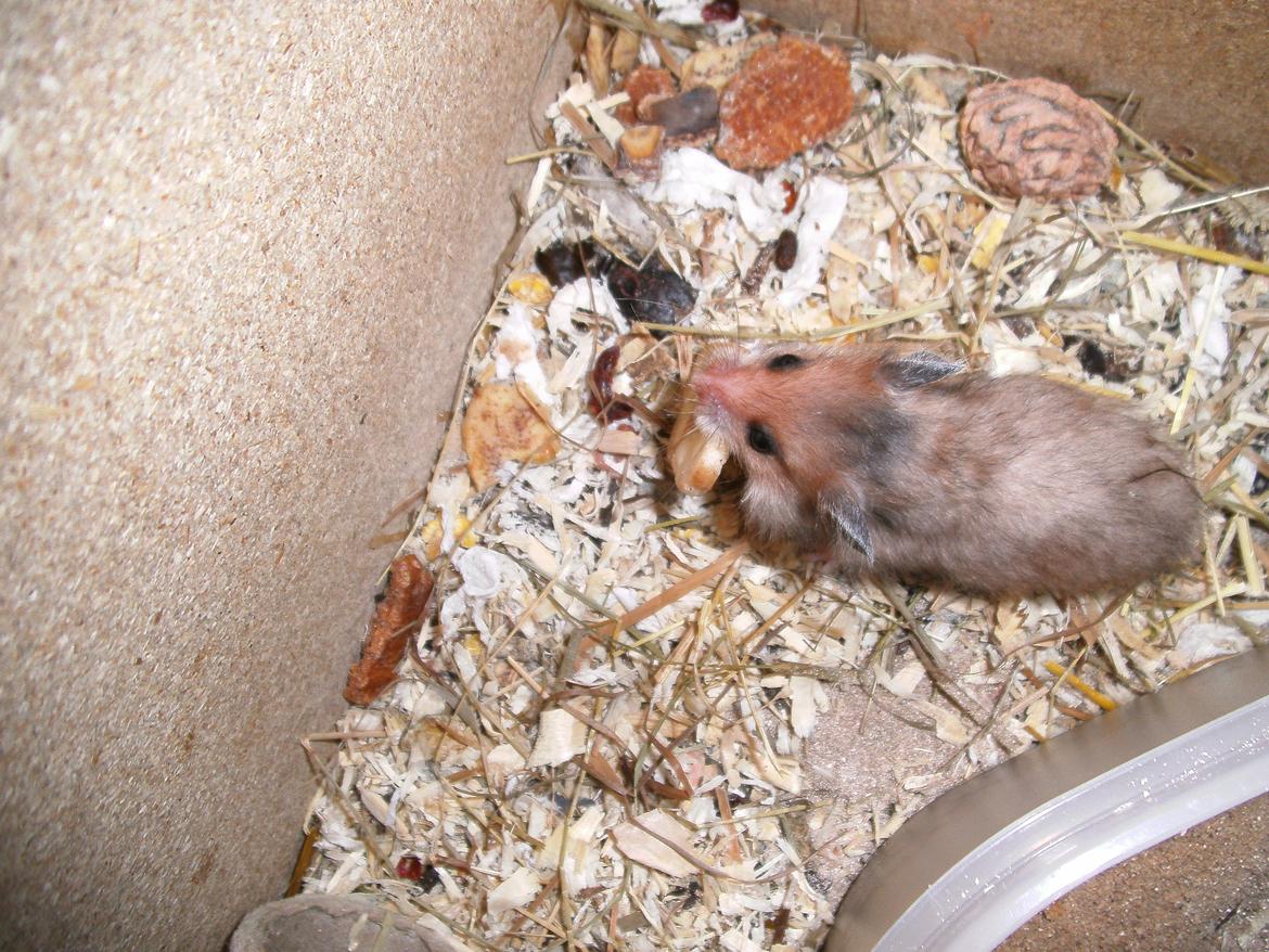 Hamster pivsen - samler på mad billede 4