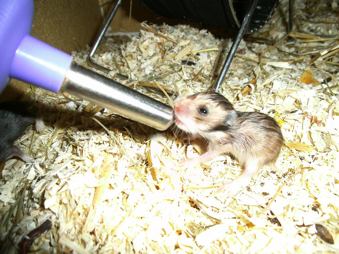 Hamster pivsen - nurhh den drikker af vandflasken der er ti gange så stor som den hihi billede 5