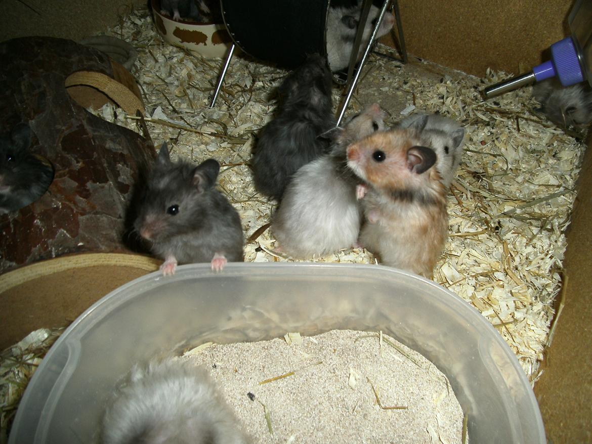 Hamster pivsen - !!!!!!! billede 7