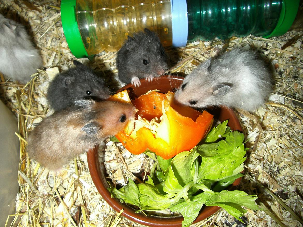 Hamster pivsen - mums :P billede 8