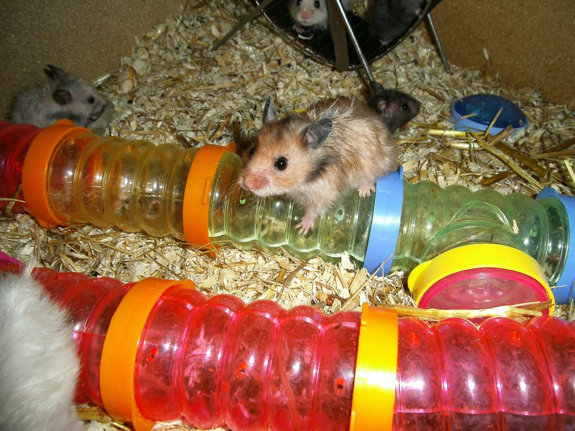 Hamster pivsen billede 11