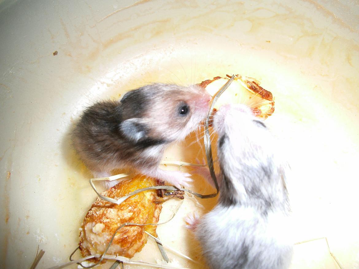 Hamster pivsen - nurh de deler billede 19