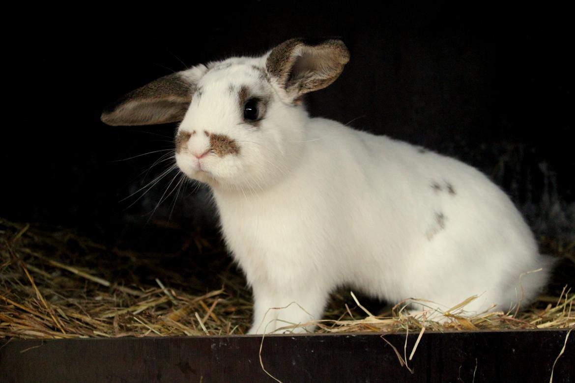 Kanin Winds Giyan billede 34