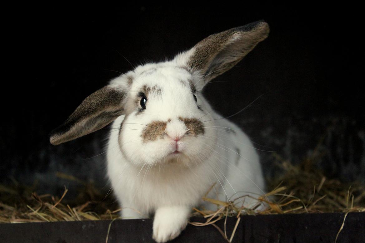 Kanin Winds Giyan billede 35