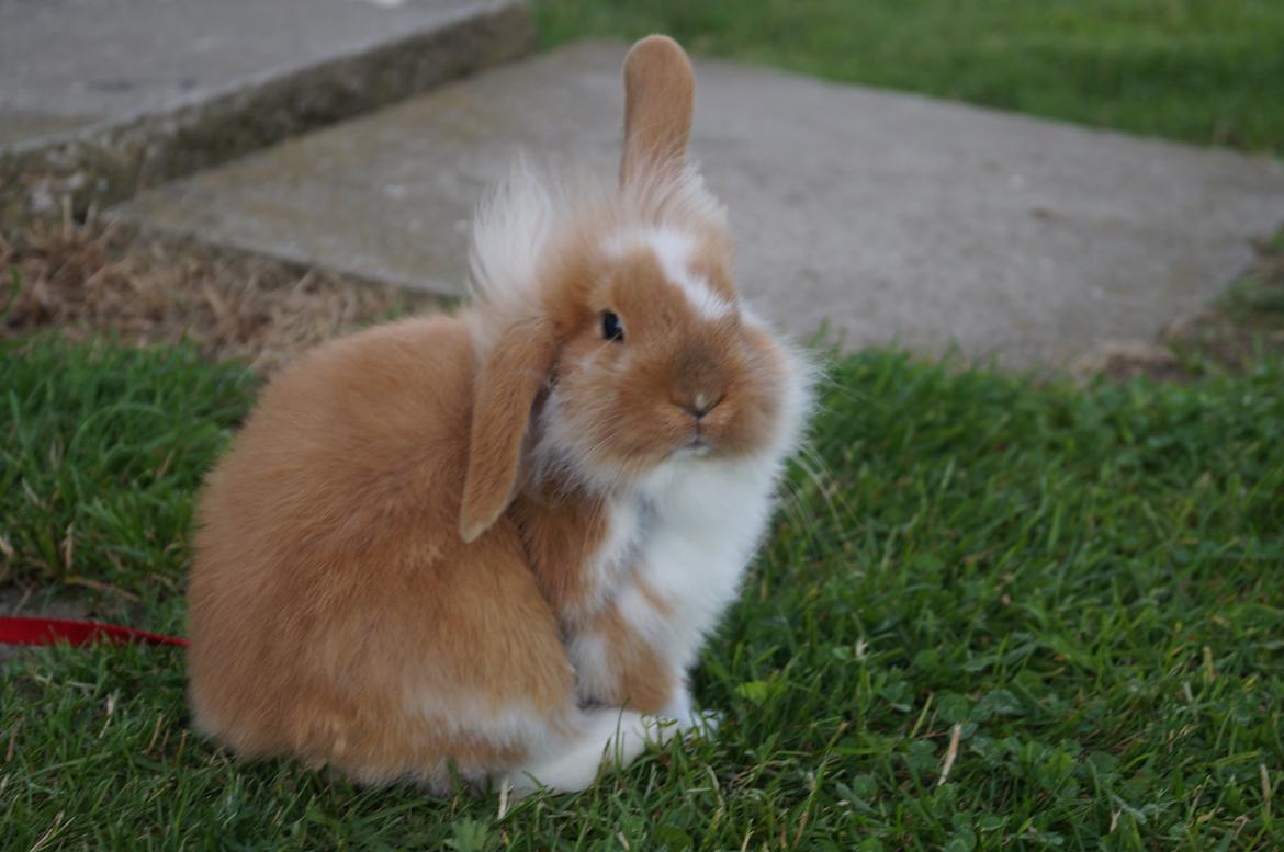 Kanin Agnes (Victorias kanin) - Agnes sommer 2012 billede 1