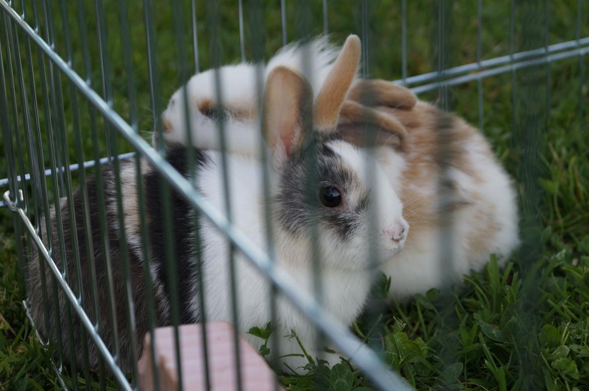 Kanin Bounty <3 - Bounty sommer 2012 billede 1