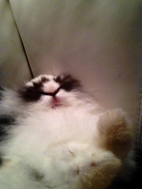 Kanin Angora Athena billede 3