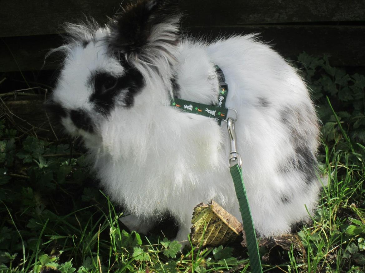Kanin Angora Athena billede 4