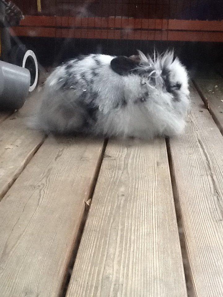 Kanin Angora Athena billede 5