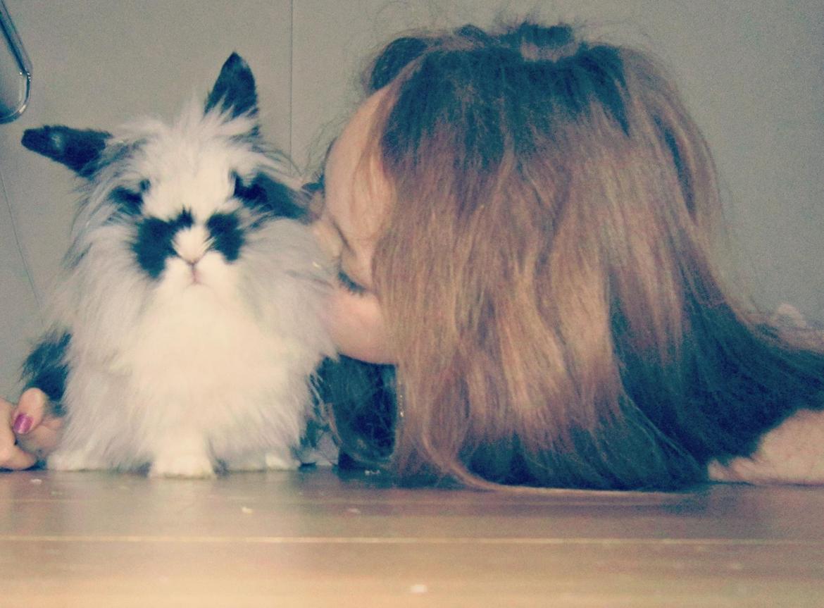 Kanin Angora Athena billede 7