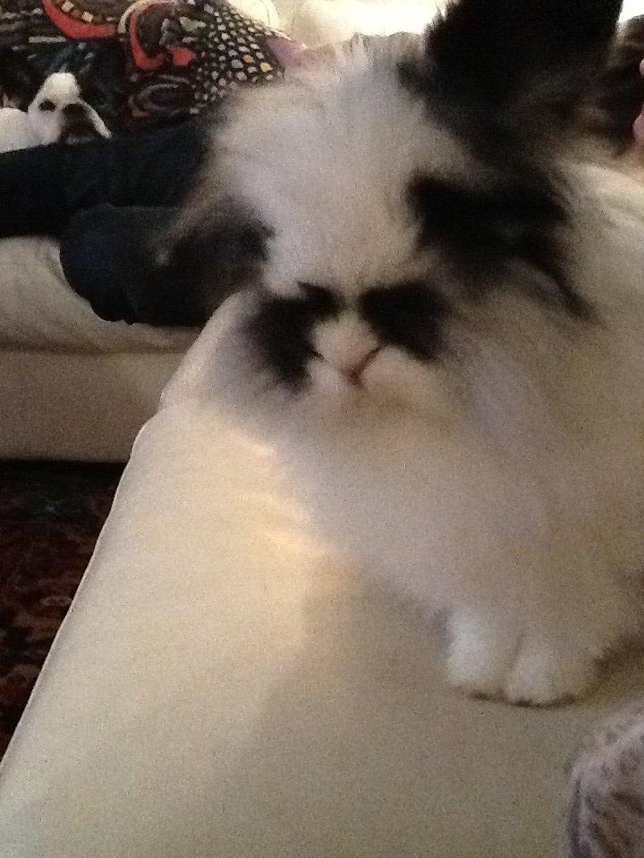 Kanin Angora Athena billede 8