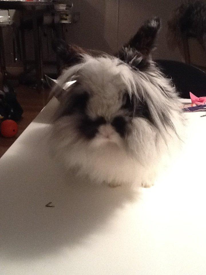 Kanin Angora Athena billede 9