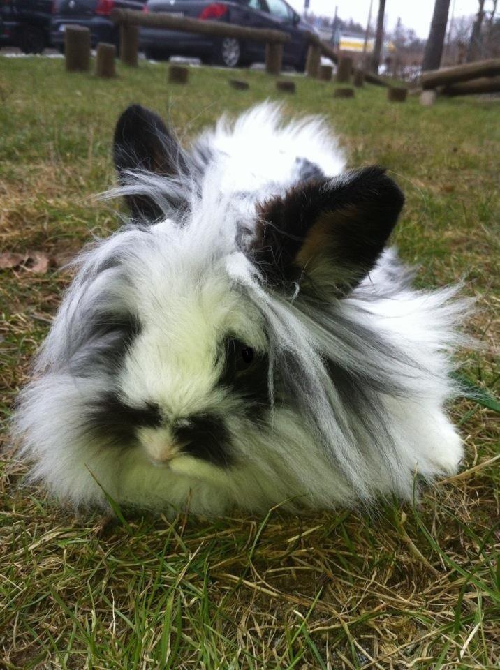 Kanin Angora Athena billede 10