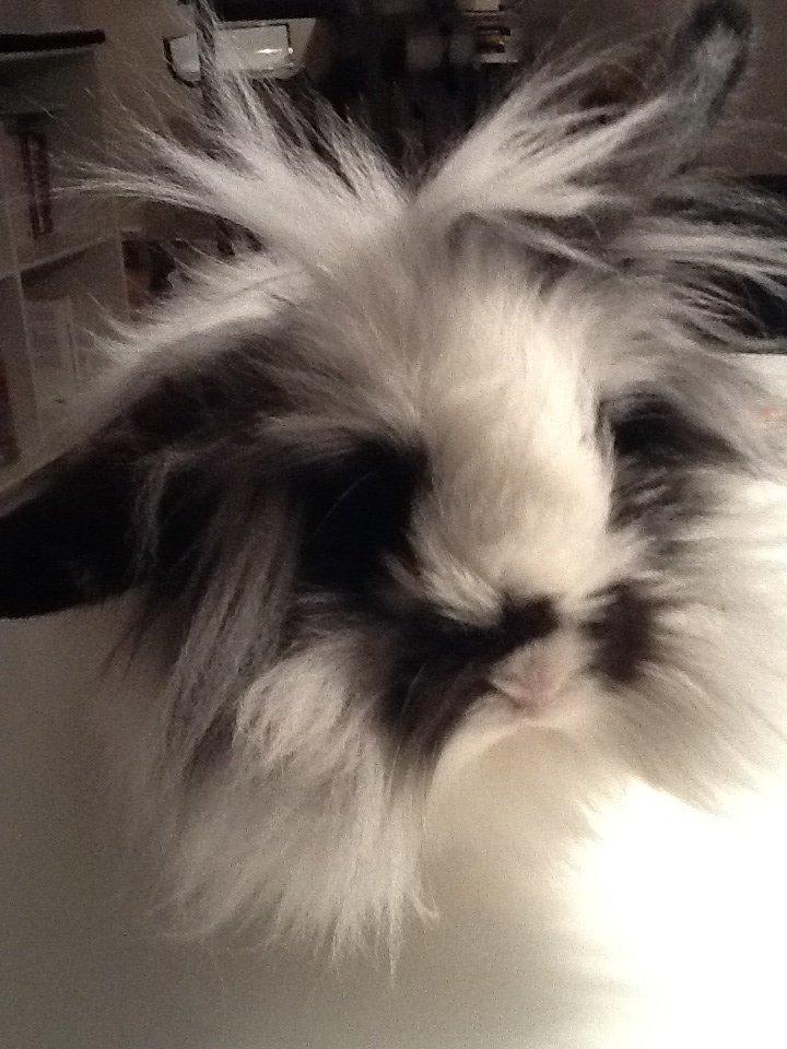 Kanin Angora Athena billede 11