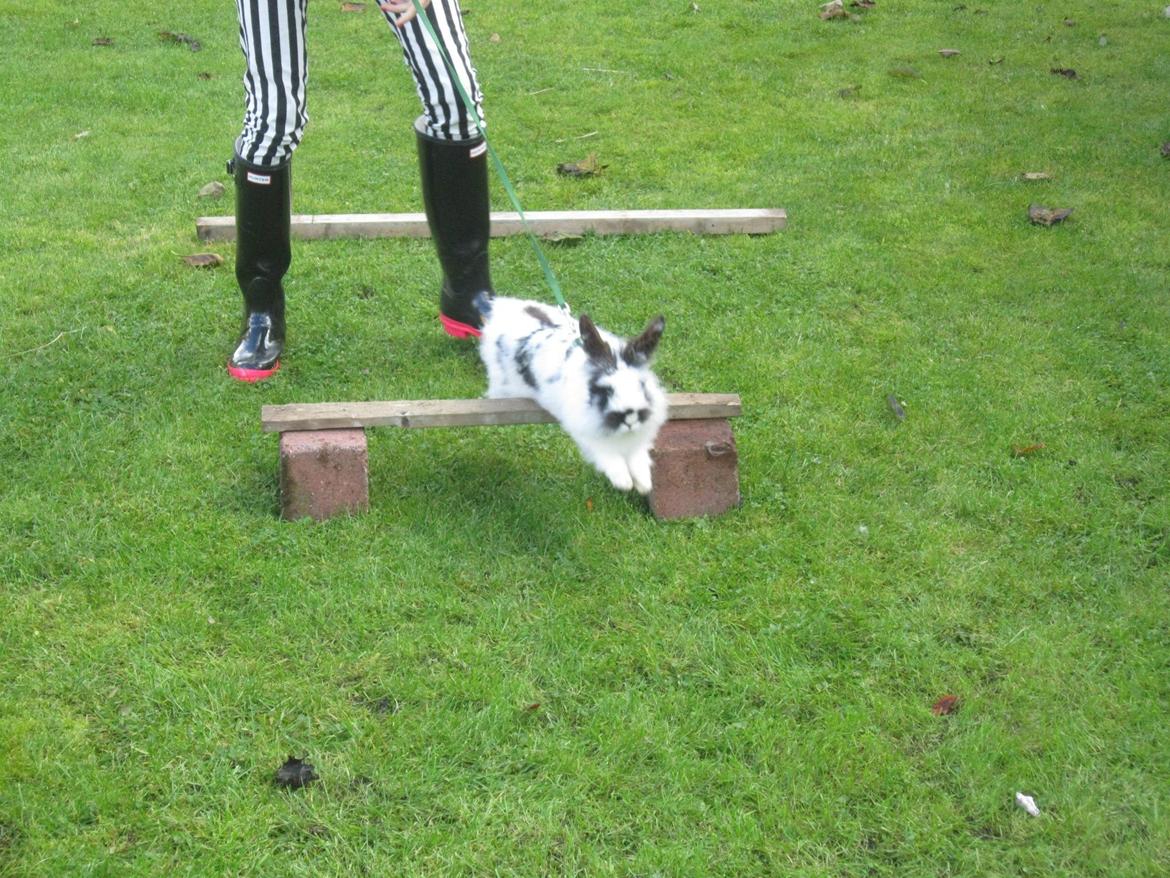 Kanin Angora Athena billede 1