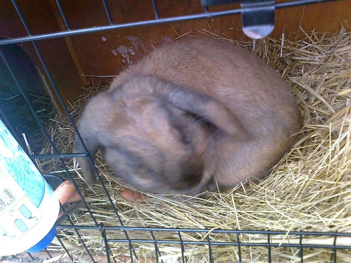 Kanin Dværgkanin Viggo<3<3 billede 2