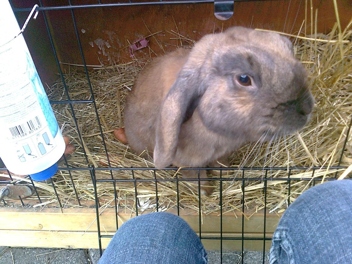 Kanin Dværgkanin Viggo<3<3 billede 3