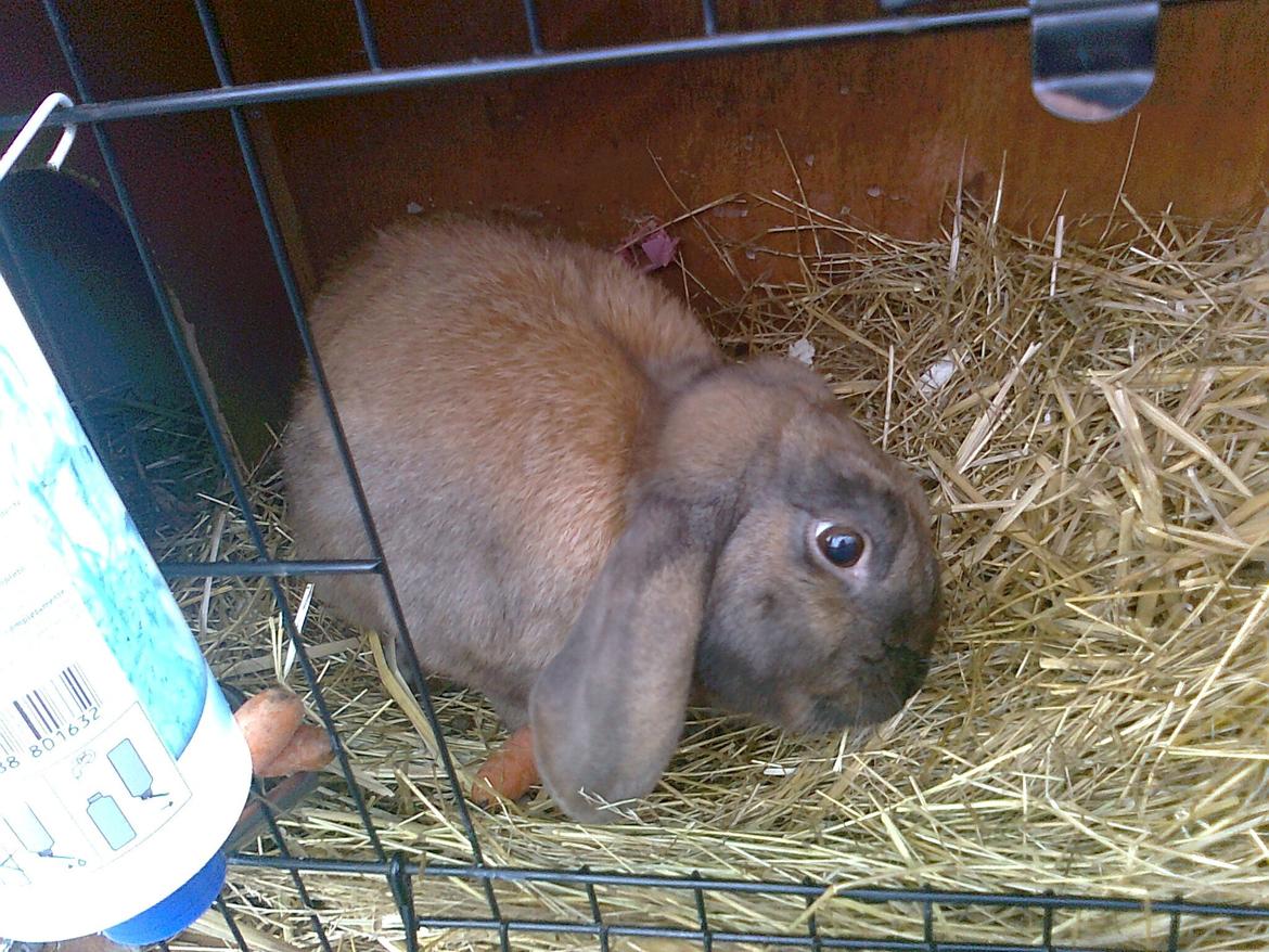 Kanin Dværgkanin Viggo<3<3 billede 4