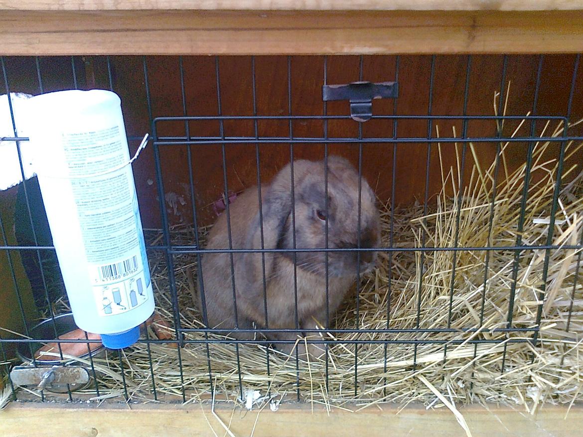 Kanin Dværgkanin Viggo<3<3 billede 5