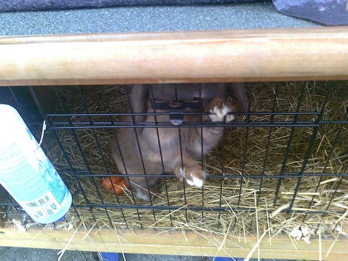 Kanin Dværgkanin Viggo<3<3 - Jeg vil uuud!<3 billede 6