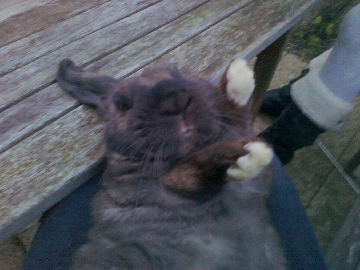 Kanin Dværgkanin Viggo<3<3 - Er han ikke bare dygtig til at ligge på ryggen?<3 billede 7