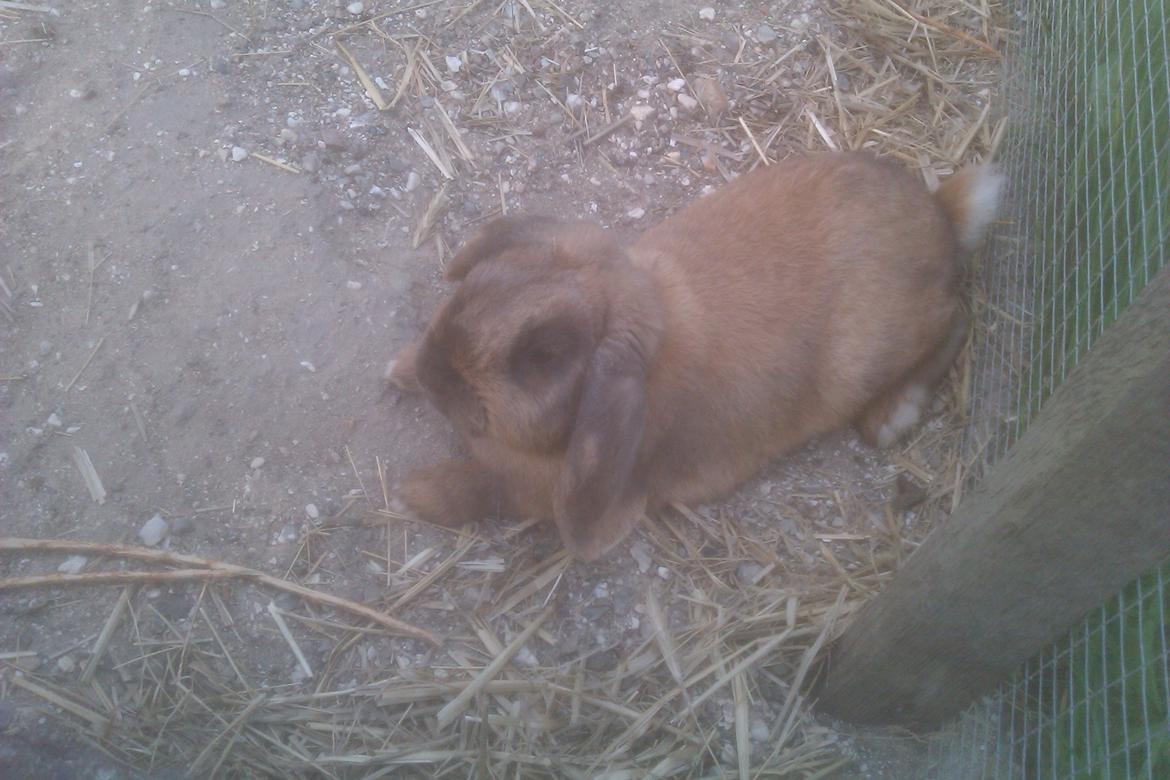 Kanin Dværgkanin Viggo<3<3 - Slapper af i den dejlige sol:)<3 billede 8