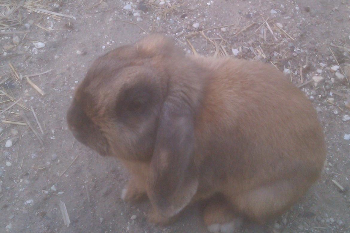 Kanin Dværgkanin Viggo<3<3 - Den smukke dreng:)<3 billede 9