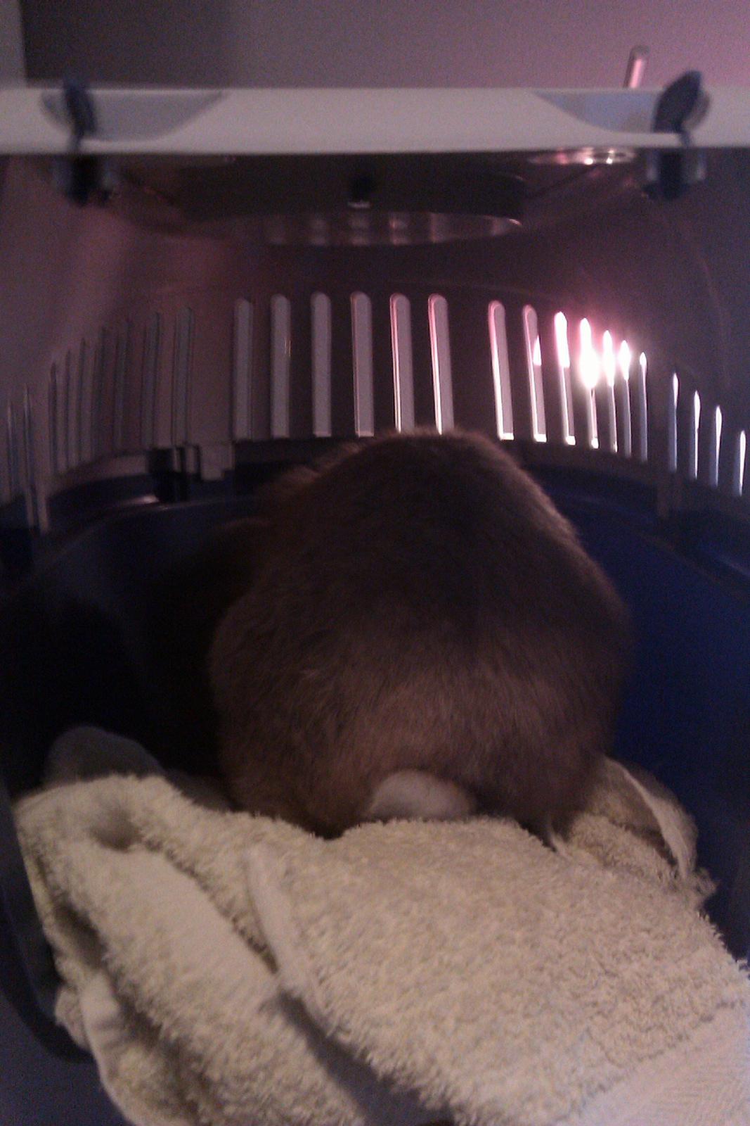 Kanin Dværgkanin Viggo<3<3 - Viggo i hans nye transportkasse:)<3 Han elsker den!:D<3 billede 10