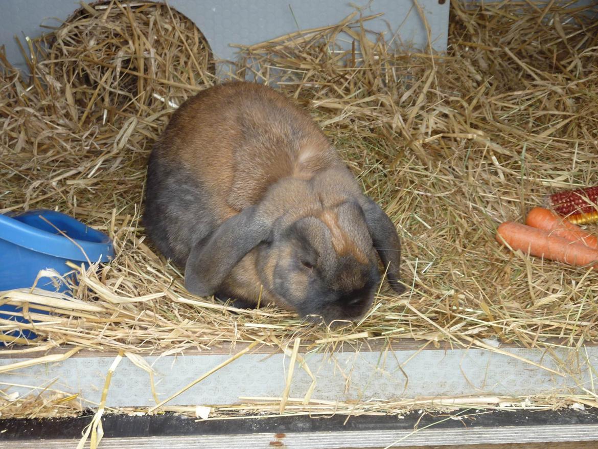 Kanin Dværgkanin Viggo<3<3 - Velkommen til Viggo's profil!:D billede 1