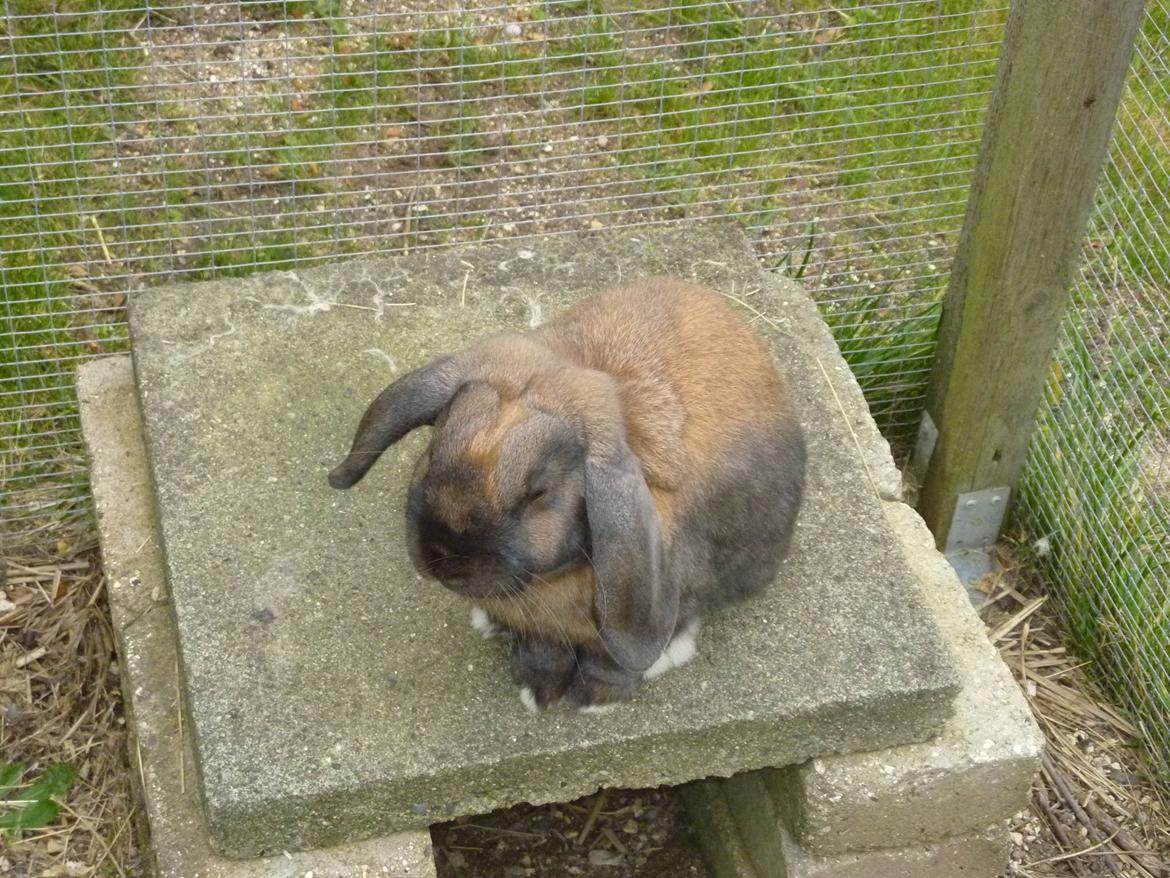 Kanin Dværgkanin Viggo<3<3 - Sidder i solen og hygger:)<3 billede 11