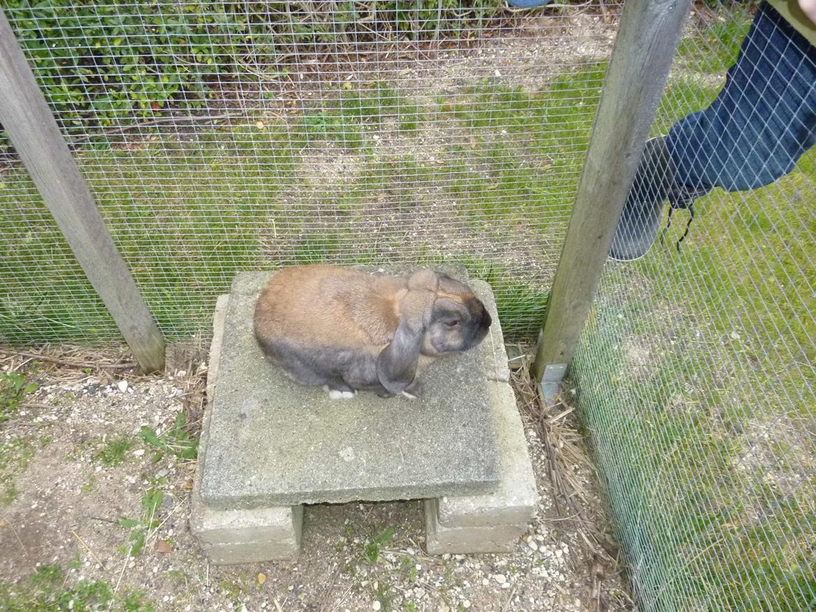 Kanin Dværgkanin Viggo<3<3 billede 12