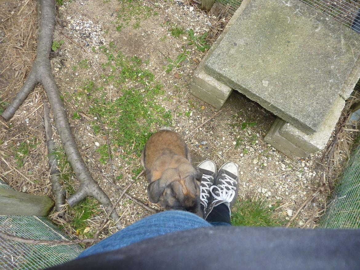 Kanin Dværgkanin Viggo<3<3 billede 14