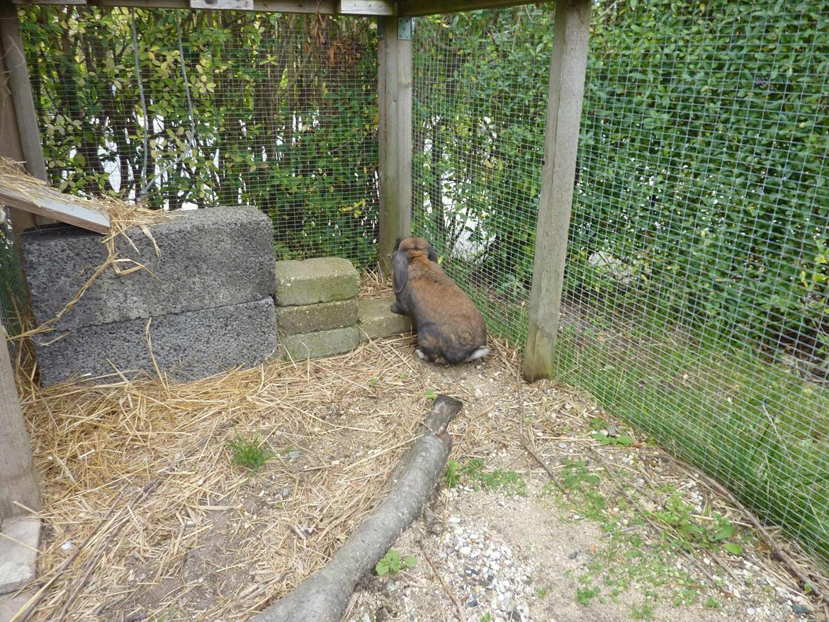 Kanin Dværgkanin Viggo<3<3 billede 15