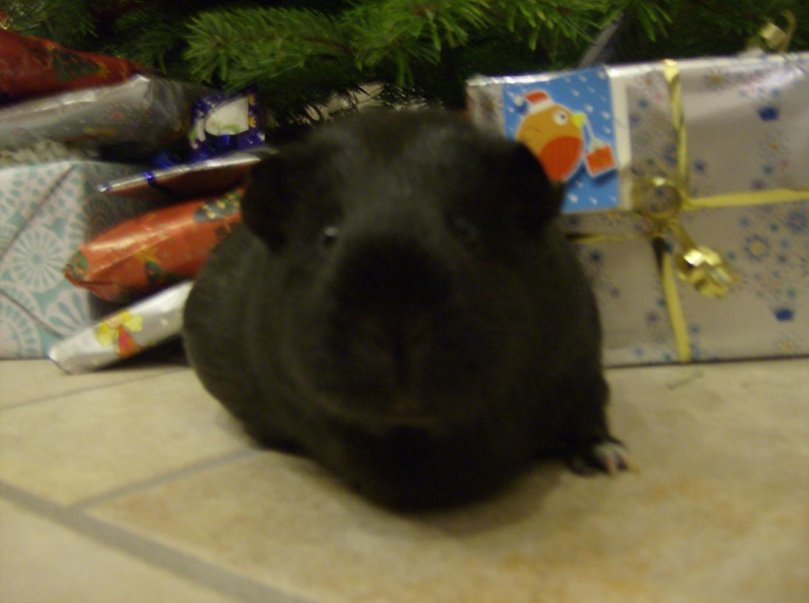 Marsvin Blackie - Jul for 2 år siden:) billede 1