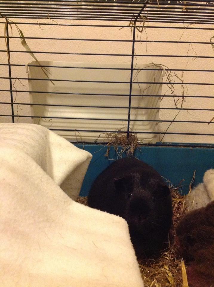 Marsvin Blackie - Hun er den bedste<3 billede 2