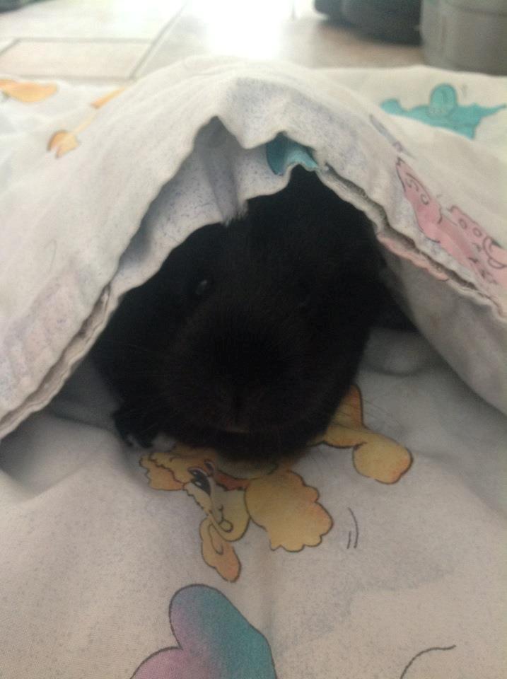 Marsvin Blackie - Hun er så sød<3 billede 3