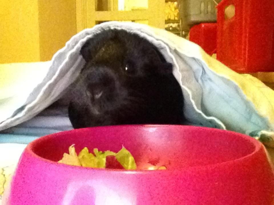 Marsvin Blackie - Cute<3 billede 4