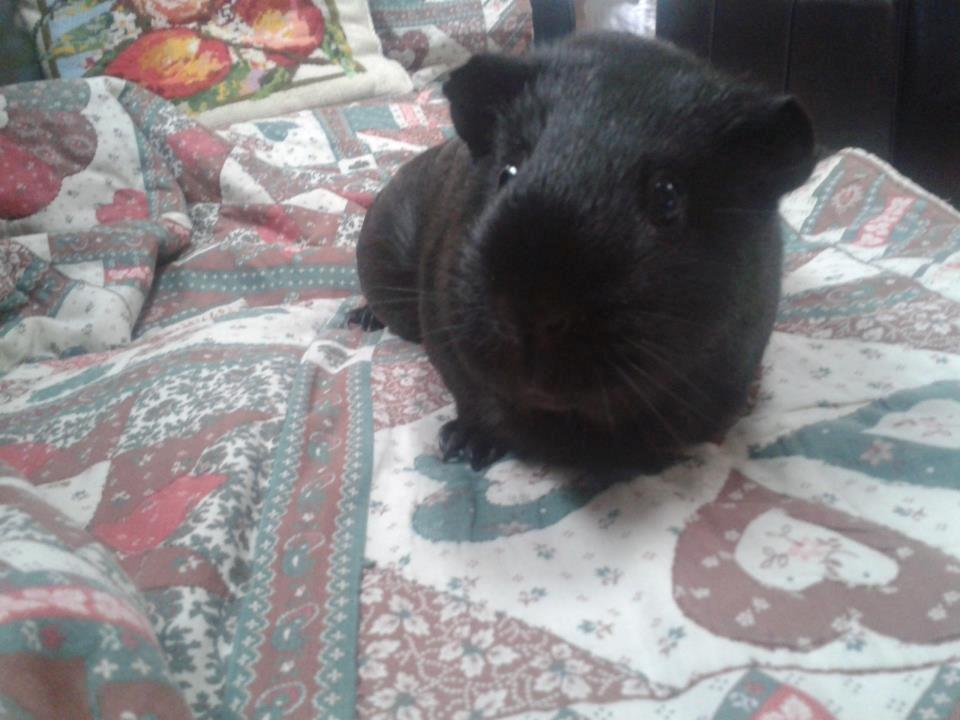 Marsvin Blackie - <333 billede 5