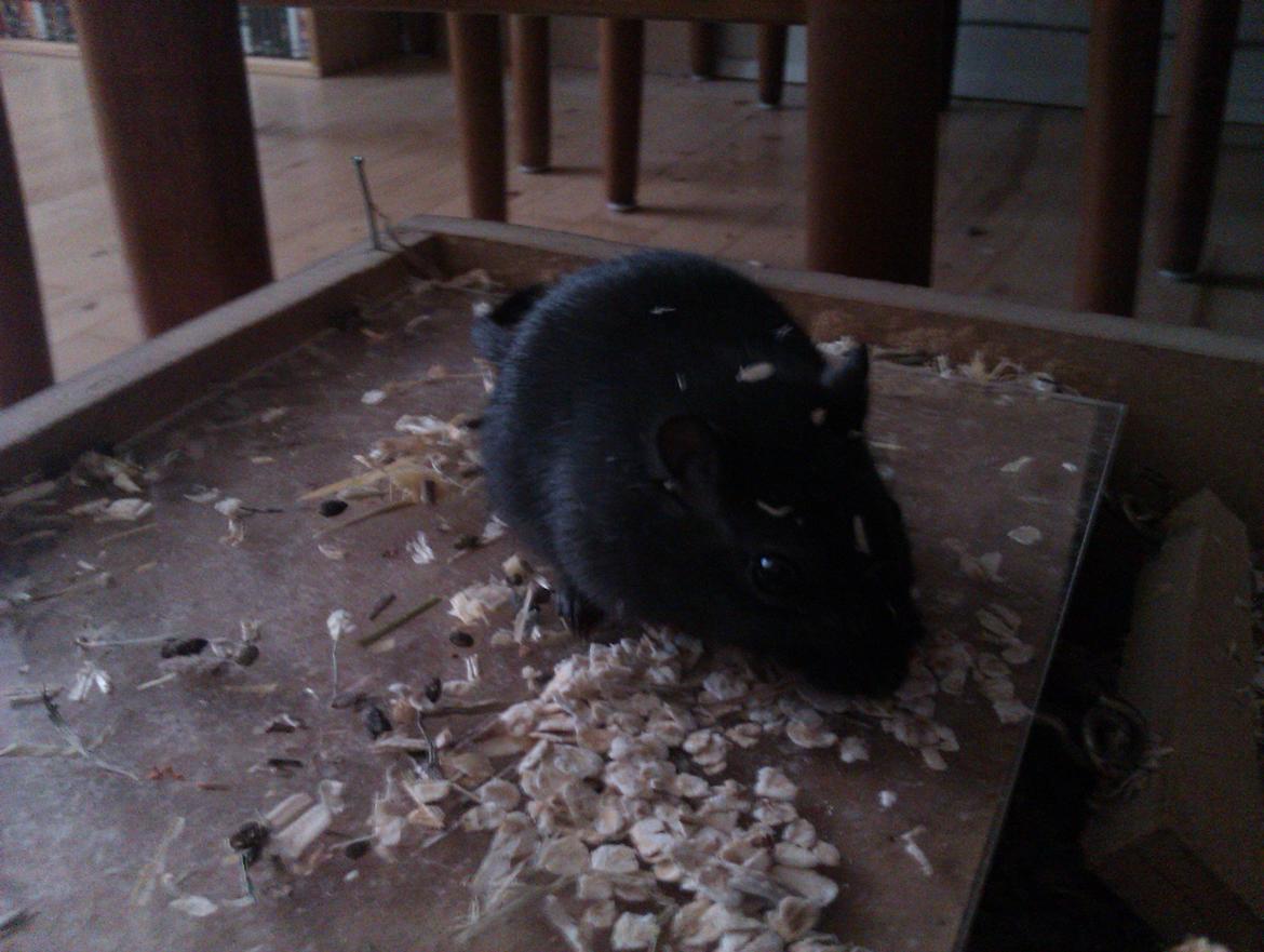 Ørkenrotte Blobber (R.I.P :'( ) billede 1