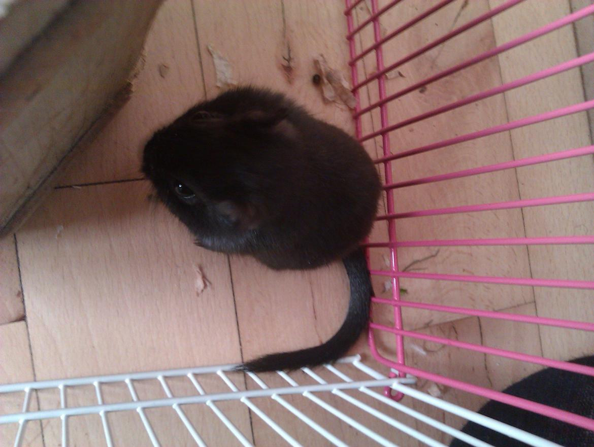 Ørkenrotte Blobber (R.I.P :'( ) billede 2