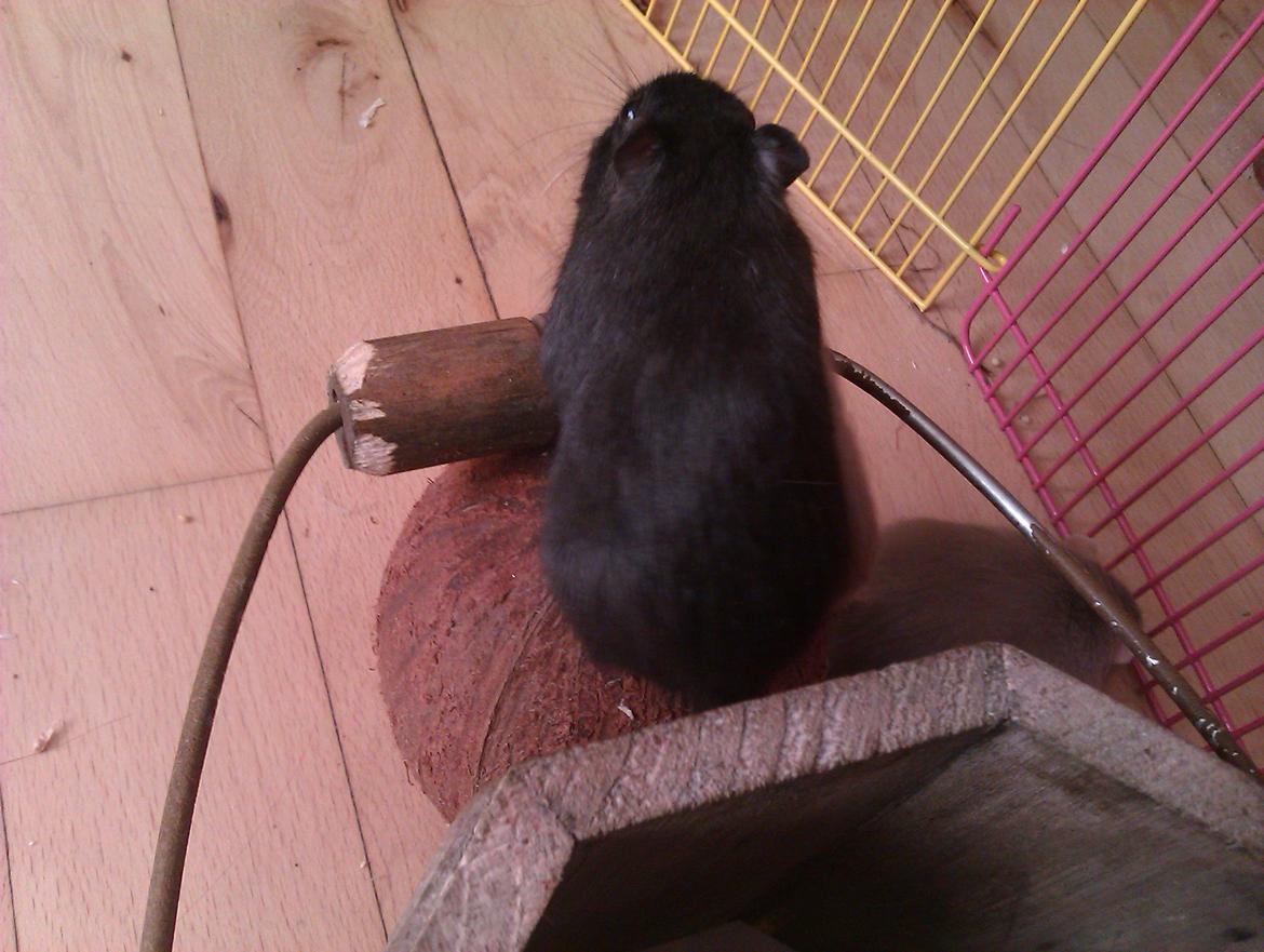 Ørkenrotte Blobber (R.I.P :'( ) billede 3