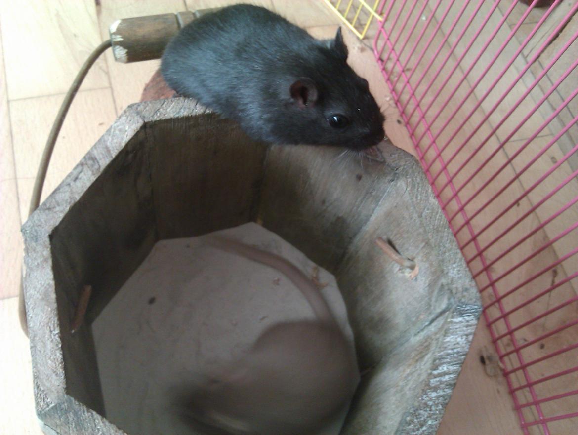 Ørkenrotte Blobber (R.I.P :'( ) billede 4